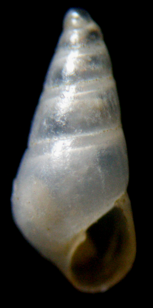 Odostomia plicata?